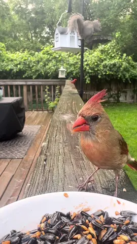 ❤️🐦 #birdwatching #cardinals#nuthatch#squirrel  #birdnerd #birdfeeder #fyp #birdcam #backyardvibes