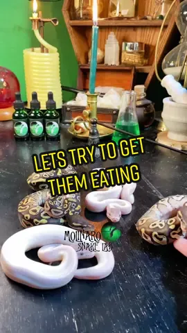 🐍 I prefer to feed rats as it’s more nutritious for ball pythons but mice sometimes get them going ! 🧪 #molinarosnakelab #themolinarosnakelab #snakelab #royalpythons #thesnakelab #ballpython #gross #worldfamous #ballpythons #bolasawa #pythonroyal #الكرةالثعبان #球蟒 #գնդակպիթոն #Königspython #gendajagar #ularpiton  #ボールパイソン #ballpyton #cobra #snakes #pets #petsnake #snakepet #animals #AnimalFacts #witchy #bearded #beards #snaketok #FrunktheBeat￼