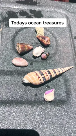 Diving treasures & trash 🧜🏻‍♀️ #Ocean #scubadiving #comedivewithus #shells #oceancleanup #fyp