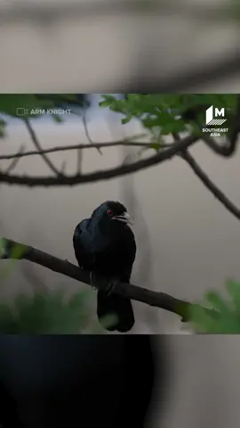 Not the emoji (◡ ω ◡), but that bird you start your mornings with. #uwu #bird #birdsounds #koel #animals #fyp