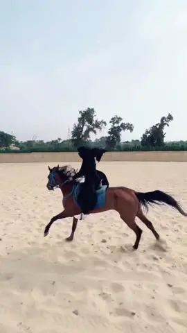 #خيل_عربي #خيل_عربي_اصيل #خيل_وخياله #خيل_تصميم #فروسية #hors #hor #horse
