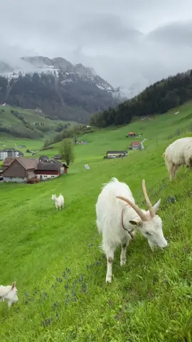 Appenzell views🇨🇭#swissviews #swissbeautiful #switzerland #amazingswitzerland #switzerlandnature
