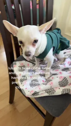 chihuahua tendencies