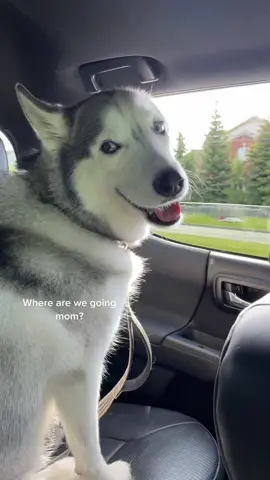 Not the vet I hope!  Yay we are going for a hike 🌲🐺#kona #husky #huskiesoftiktok #getoutside #Hiking #doggo #dogsofttiktok #fyp #foryoupage #happydog