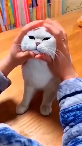 MENETEHE....#fypシ #cat #cute #catlover #catsoftiktok #krypteix99