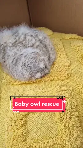 Update up the baby owl. #owlresue #raptorfoundation #babyowl