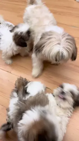 Momma dog’s playtime routine with her puppies 🐶 #shihtzuph #shihtzusoftiktok #shihtzuphilippines #shihtzulovers #dogsoftiktok #dogsoftiktokviral #dogsph #fyp #shihtzu