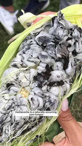 You should try corn fungus. Full story on my YouTube channel! #huitlallcoche #huitlacochequesadilla #mexicancuisine #mexicocity