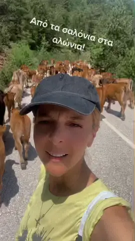 #cows #cowboy #animals #Love #nature #kalliopi_semertzidou #bulls #work    #bio_lifesecrets