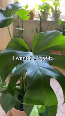 Don’t tell my husband though… #plants #plantsoftiktok #plantmom #plant #plantcollection #plantmom #plantlife ##PlantLover#plantlove #plantsmakepeoplehappy #plantcommunity #plantas #plantlady #plantgang #plantaddict #planttiktok