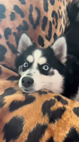 #wink #winkchallenge #dogsoftiktok #pomeranian #husky #cuteanimals #duet #duetmechallenge