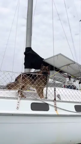 #germanshepherd #comingback #comingbackhome