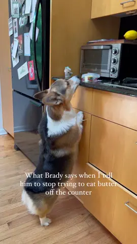 🐽🐽🐽 #hungrydog #corgi #dogsoftiktok #animalsoftiktok #corgilife