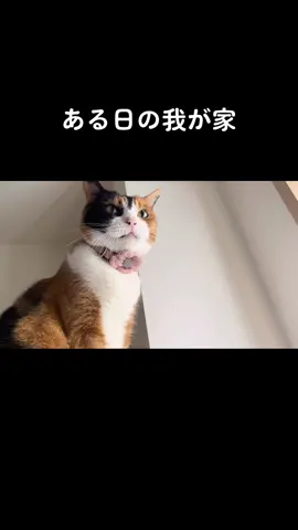 虫だけは本当にダメだ…