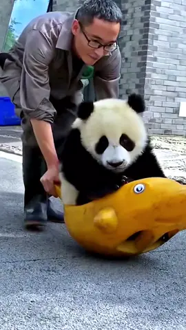 Happy times for keepers and pandas#fyp #fypシ #foryou #animal #pandas #panda