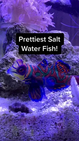 Mandarin Gobies are by far my favorite salt water fish. I’m stoked to have one again! #mandaringoby #saltwateraquarium #video #foryou #fyp