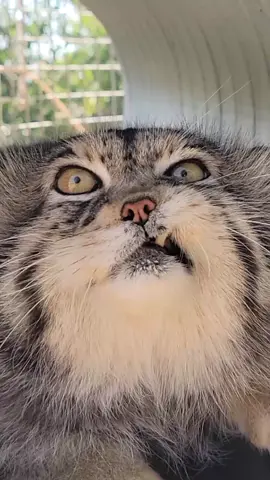 #pallascat #garab #stopextinction #thankazoo #zookeeper #pscathaven #notapet #california #cathaven #teef