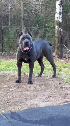 Ghost 👻 #canecorso #dog #protection #security #bigdog #badbitch #wow #female #damn #fyp #foryou #dogsoftiktok #PetsOfTikTok
