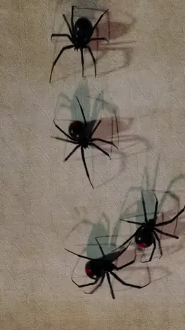 We escape #forfun #3danimation #blackwidowspider #blackwidow