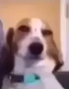 The smiling dog meme