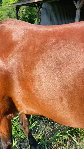 #bigbug #horseflies #horsefliesaretakingover #horsefly #horseflyattackforce #thuglife #countrylife #trudystuchlik #discovernewhealthplans #fyp #horse #horseflys #horseflybite #horsefliesshoulddie #poorhorse #talktome #talktomeitalkback #italkbackchallenge #italkback #italkbackyall #horseflying #horsefliessuck #bugbite #bugbitething #bugbites #bugbitesfordays #horses #horse #pony #ponyo #baypony #horseproblems #horseprobelms