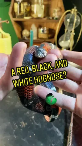 🐍 Tricolor Hognose 🧪 #findyouredge￼ #الثعبان #sawa #royalpython #hognose #hognosesnake #colubrid #reptiles #reptileconnection #tricolorhognose #snakes #DIY #animals #colubrids #snaketok #snaketok🐍 #snakeman #molinarosnakelab #snakelab #pets #petsnake #snakepet #snakebreeder #snakekeeper #southamerica #brazil #Argentina #Paraguay #Bolivia #elpaso #elpasosnakes #eptx #hoggy #elpasosnakebreeder #elpasosnakeguy