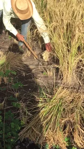 Cortando arroz👏#vidanaroça #colheita