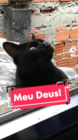 Me ajuda! 😭😭 #gatos #gato #gatostiktok #gatosdetiktok #gatos #viralizame #viraliza #fy #vaiprofycaramba  #animais #pet #pets  #petlover #gatopreto #tijolo #telhado #animais_de_estimação #fofo #dublandoaudios #cantando #gatogracioso  #humor #comedia #gatodublagem