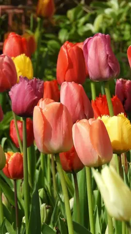Garden blooms 🌷 #tulips #tulipanes #gardentok #flowers #flores #fleurs #flowerlover #鬱金香 #fyp #fypシ #foryoupage #relaxingvideo #花 #gardenflowers #colorful #flowergarden