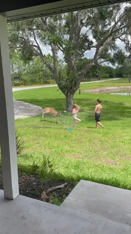 Have you ever seen a deer play in a sprinkler? #animalsoftiktok #deer #homestead #homesteading #country #sunday #fyp #viral #viralvideo #animals #funnyvideos #funnyanimals #funnyanimalsvideos