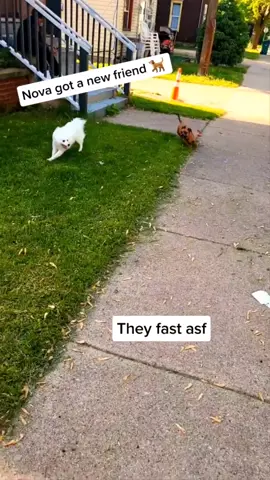 #dogs #dogsoftiktok #doglover #thatsjustmybabydog #thatsjustmybabydoggy #foryou #foryoupage #viral