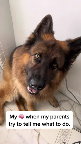 #germanshepherd #dogsoftiktok #puppy #brain