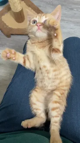 Kitten acrobatics at the end! #kitten