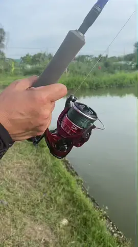 Bunyi rachet Daiwa BG RR #daiwa #daiwabgrr #berkeley #trilenefishingline