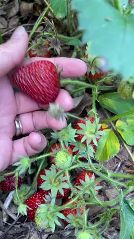 Harvesting strawberries #howto #strawberry #patch #garden #pop #harvest #gardening #gardening101