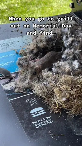Cast iron burgers it is…. #fyp #memorialday #cookout #mice #mousenest #yuck #OhNo #surprise #foryou