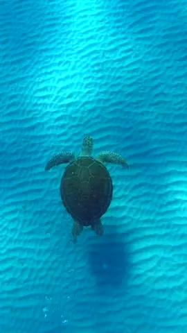 Just keep swimming 🐢 #turtletok #greenseaturtle #seaturtlesoftiktok #seaturtles #southfloridabeaches #floridabeaches #diveflorida #scubadiving #turtleshorts #turtlelover