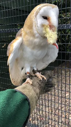 End of day feed for Barnaby #barnowl #owl #raptor #manning #birdofprey