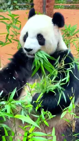 Who is the first#fyp #fypシ #animal #panda #pandas #foryou