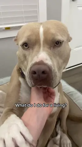 It’s a full time job. #fyp #dogs #dogsoftiktok #pitties #professionalattentionseeker