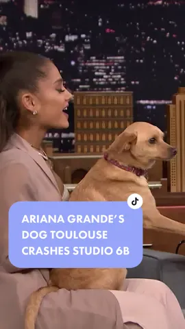 @arianagrande’s dog Toulouse crashes Studio 6B! 🐕 #FallonFlashback