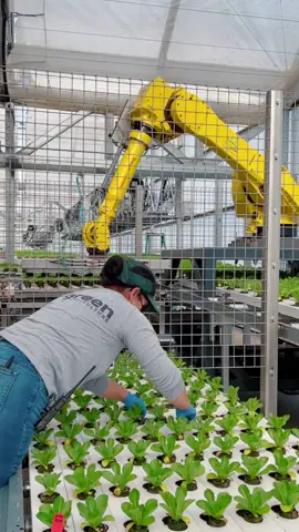 Go Green Agriculture is the future of farming. Humans collaborating with automation to grow the highest quality greens. 💚🌎#s#Sustainability#hydroponic  #agriculture  #automation  #robots