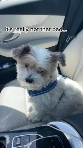 i swear he’s a different dog after a haircut #haircut #salon #grooming #babyboy #pamperedpets