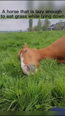 The horse that is lazy enough.#funny #funnyvideos #funnypet #pet #funnypet #horse