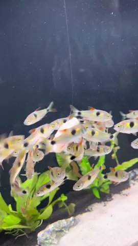 Bucktooth Tetra - Exodon Paradoxus #exodons #exodonparadoxus #bucktoothtetra #amazonfish #fishtok #fishing #fishkeeper #monsterfish #monsterfishkeepers #aquariumhobby #fishtank #amazonia #predatorfish #rarefish #exoticfish #handfeeding #handfeedingfish #rivermonsters #livefeeding #viral #nature #trendy #trending #fy #fyp #foryou #foryoupage #explore #maneater