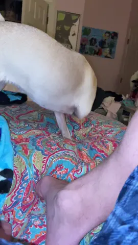 Pasha the #Pug hears me fart #dog #dogsoftiktok #doglover #puglife