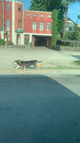 My Soul #Running #runningdog #dog #seba #neverletyougo #run