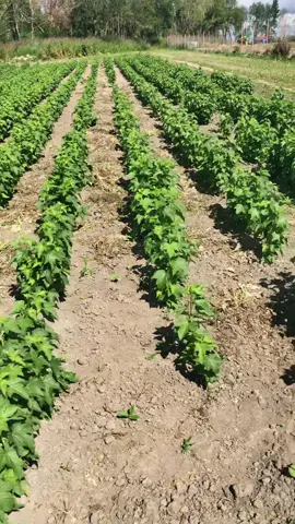 Чёрная смородина