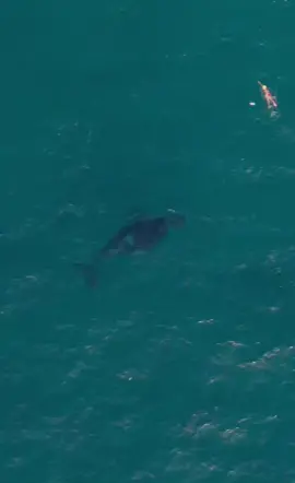 #whale follows swimmer #fy ♥️🐳