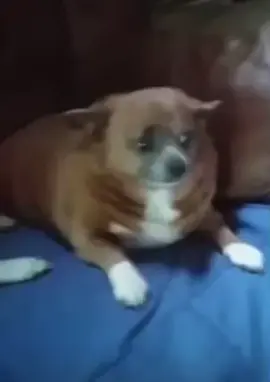#uk #dog #lmao #old #viral #fyp #explore #fypシ #benefits #fat #scottish #scottland #fatdog #video #meme #stfu #true #england #britain #bts